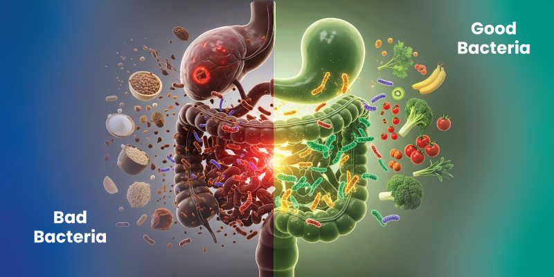 diet impact on gut microbiome and gut bacteria diversity