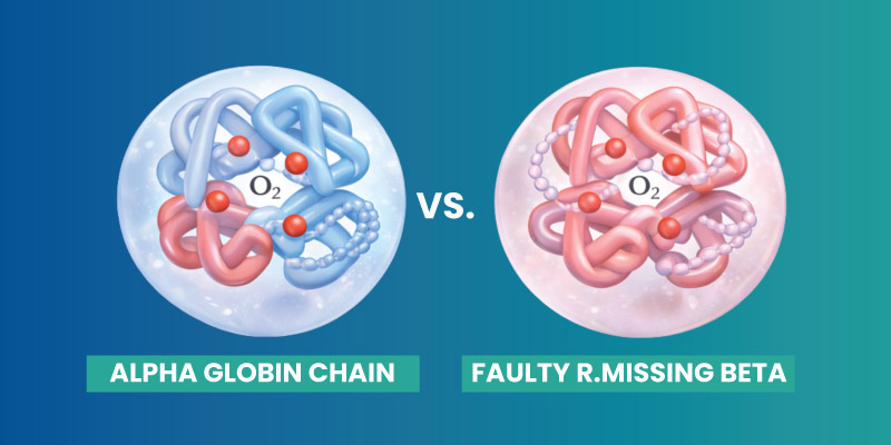 diagram explaining alpha thalassemia and beta thalassemia gene mutations