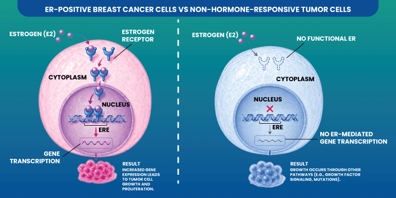 Diagram explaining estrogen receptor positive breast cancer cell growth mechanism