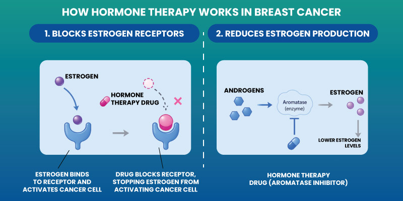 Diagram explaining estrogen receptor positive breast cancer cell growth mechanism